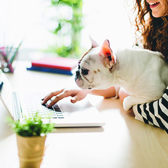 dog on lap looking at computer