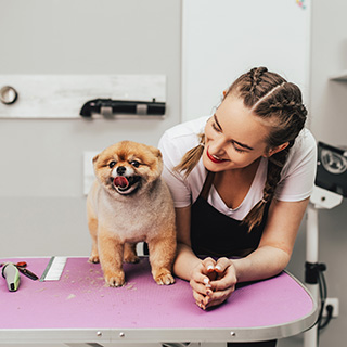 Dog Groomer