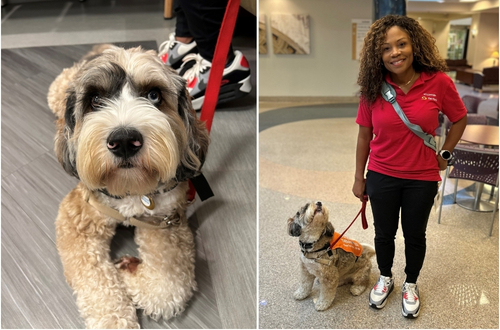Hayden SNVMC therapy dog