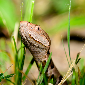 Snake bites begin as summer arrives, emergency physicians warn