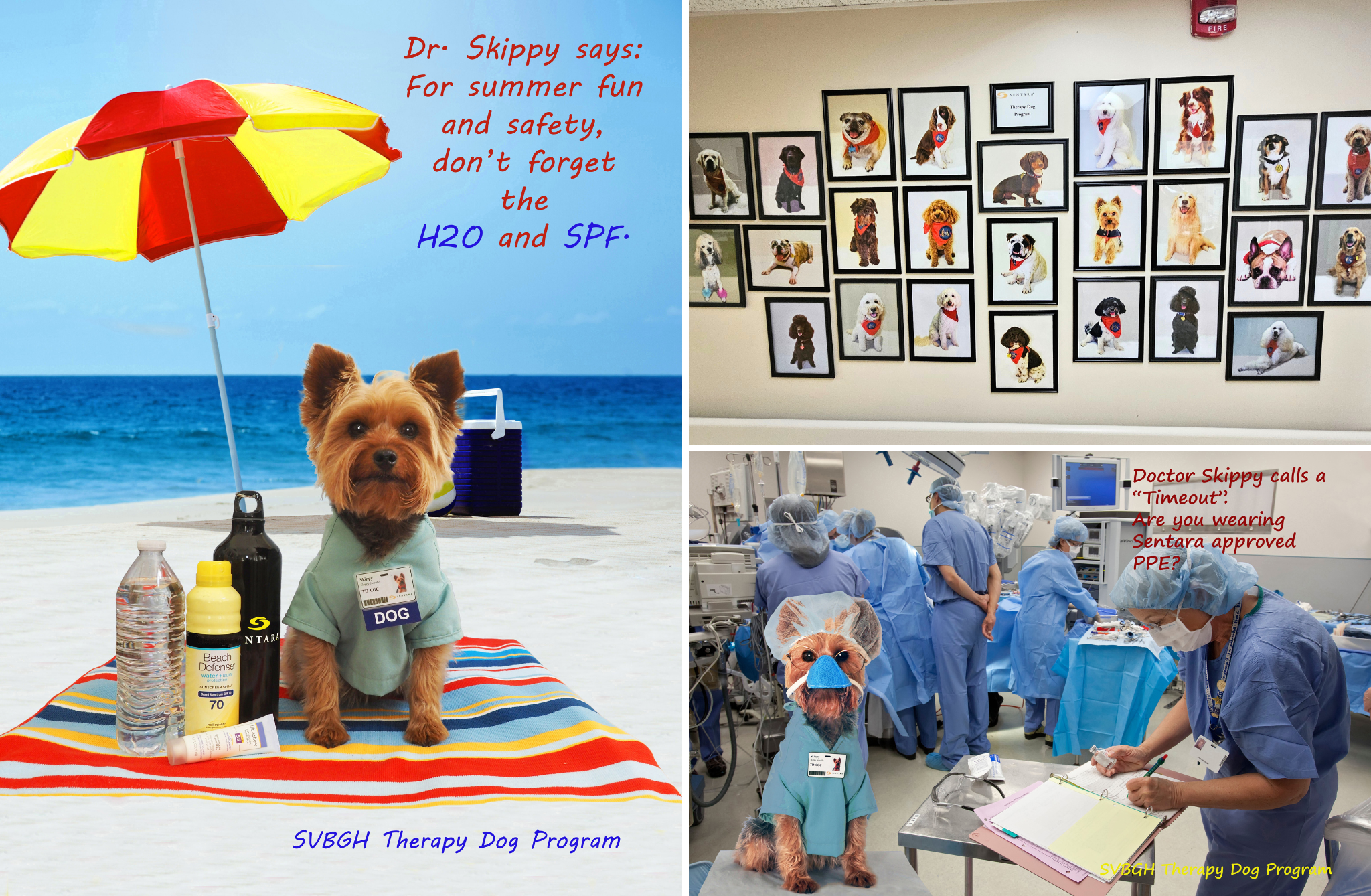 Skippy SVBGH Therapy Dog 2.png