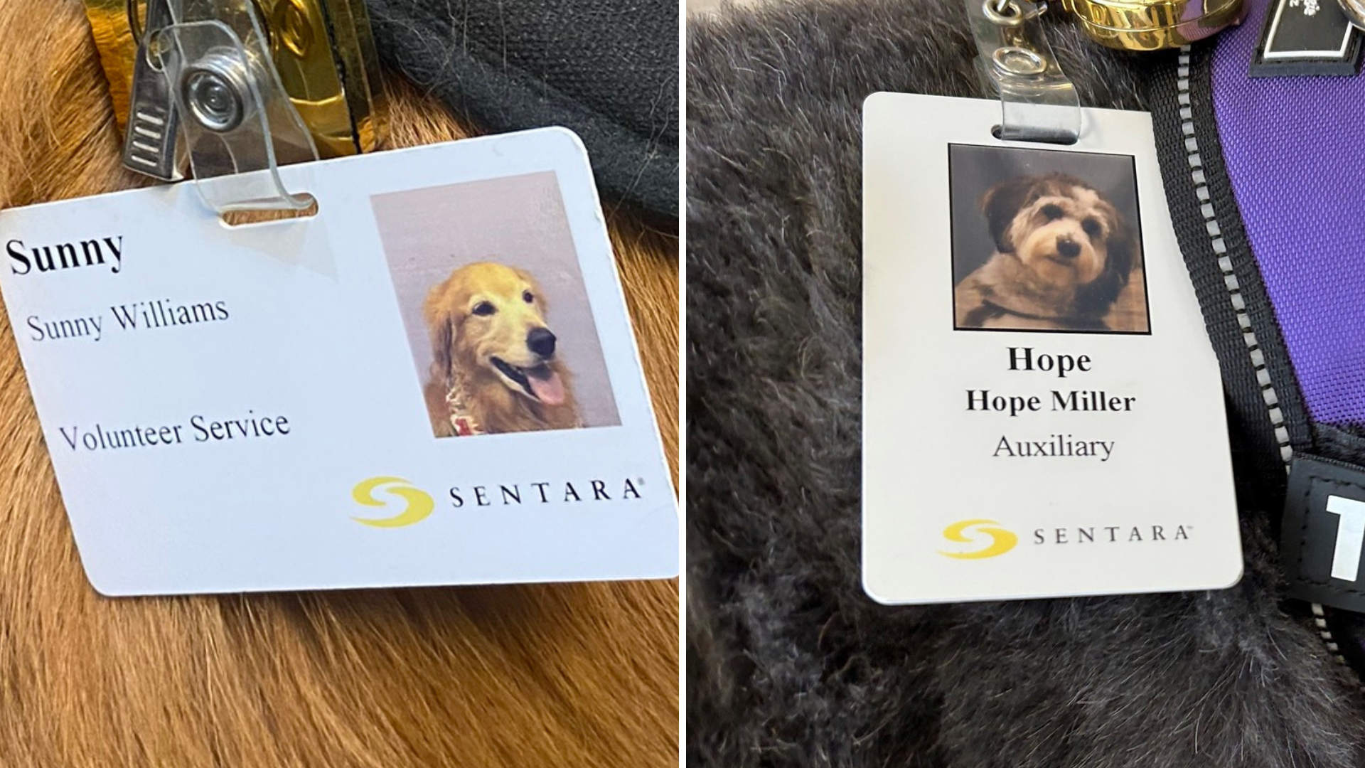 Sentara Therapy Dog 2.png