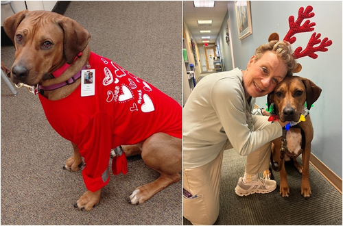 Ellie SNVMC therapy dog