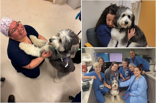 Hope SNVMC therapy dog