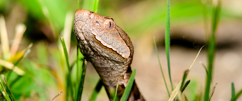 Close-up of a brown snake’s head emerging from green grass.